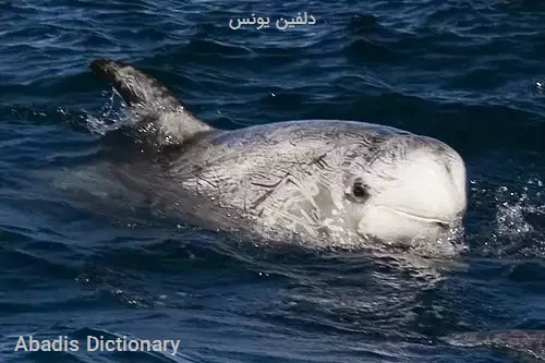 دلفین یونس